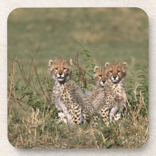 Afrika; Kenia; Masai Mara; Drie jachtluipaardwelpe Drankjes Onderzetter