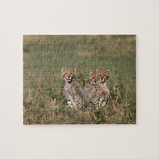 Afrika; Kenia; Masai Mara; Drie jachtluipaardwelpe Legpuzzel (Horizontaal)