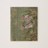 Afrika; Kenia; Masai Mara; Drie jachtluipaardwelpe Legpuzzel (Verticaal)