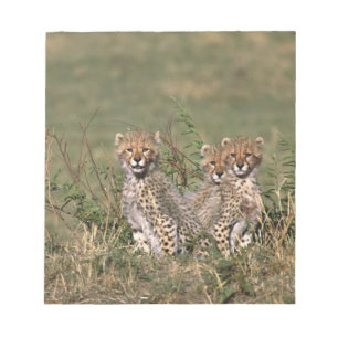 Afrika; Kenia; Masai Mara; Drie jachtluipaardwelpe Notitieblok