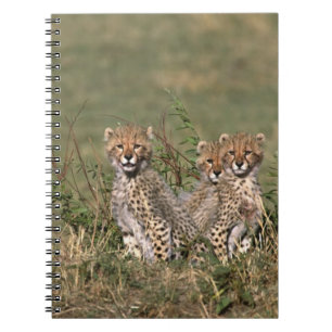 Afrika; Kenia; Masai Mara; Drie jachtluipaardwelpe Notitieboek