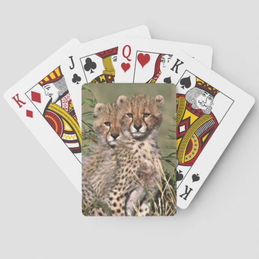 Afrika; Kenia; Masai Mara; Drie jachtluipaardwelpe Pokerkaarten (Achterkant)