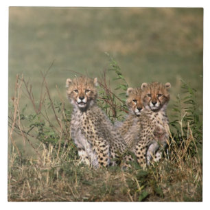 Afrika; Kenia; Masai Mara; Drie jachtluipaardwelpe Tegeltje