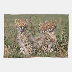 Afrika; Kenia; Masai Mara; Drie jachtluipaardwelpe Theedoek