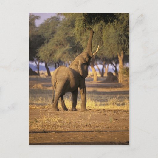 Afrika, Kenia, Masai Mara. Elephant (Loxodonta) Briefkaart (Voorkant)