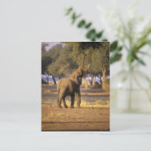 Afrika, Kenia, Masai Mara. Elephant (Loxodonta) Briefkaart (Staand voorkant)