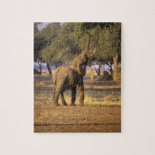Afrika, Kenia, Masai Mara. Elephant (Loxodonta) Legpuzzel