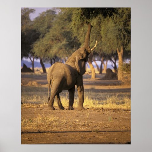 Afrika, Kenia, Masai Mara. Elephant (Loxodonta) Poster (Voorkant)