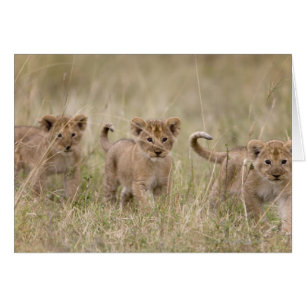 'Afrika, Kenia, Masai Mara Game Reserve'