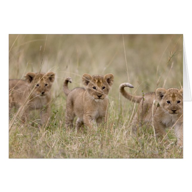 'Afrika, Kenia, Masai Mara Game Reserve' (Voorkant Horizontaal)