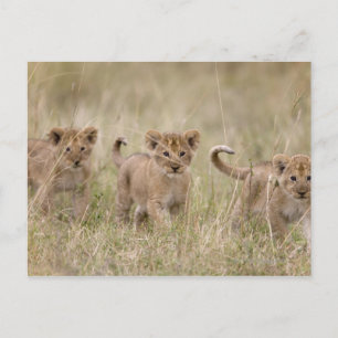 'Afrika, Kenia, Masai Mara Game Reserve' Briefkaart