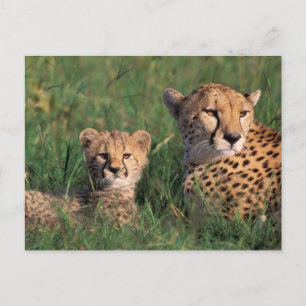 Afrika, Kenia, Masai Mara Game Reserve. Cheetah Briefkaart