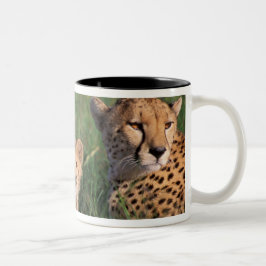 Afrika, Kenia, Masai Mara Game Reserve. Jachtluipa Tweekleurige Koffiemok
