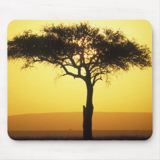 Afrika, Kenia, Masai Mara Game Reserve, Opkomend Muismat (Voorkant)