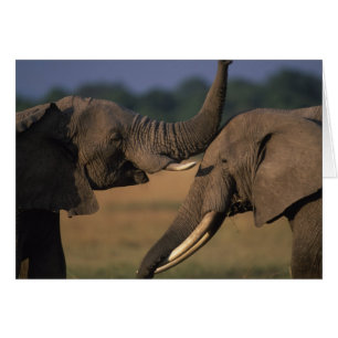 Afrika, Kenia, Masai Mara Game Reserve, Twee stier