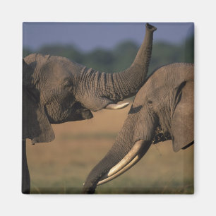 Afrika, Kenia, Masai Mara Game Reserve, Twee stier Magneet