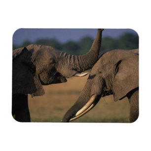 Afrika, Kenia, Masai Mara Game Reserve, Twee stier Magneet