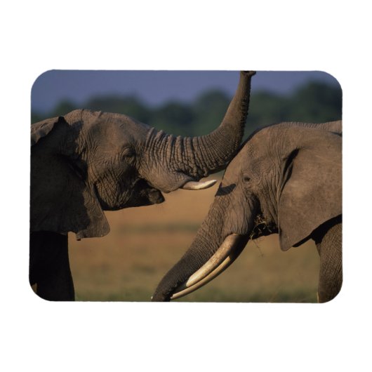 Afrika, Kenia, Masai Mara Game Reserve, Twee stier Magneet (Horizontaal)