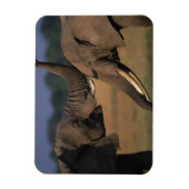 Afrika, Kenia, Masai Mara Game Reserve, Twee stier Magneet (Verticaal)