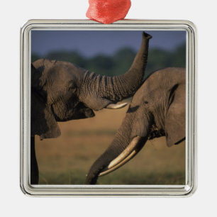 Afrika, Kenia, Masai Mara Game Reserve, Twee stier Metalen Ornament