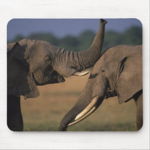 Afrika, Kenia, Masai Mara Game Reserve, Twee stier Muismat