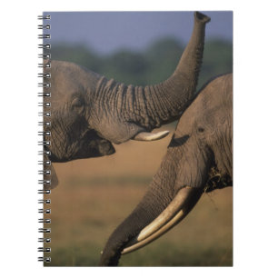 Afrika, Kenia, Masai Mara Game Reserve, Twee stier Notitieboek