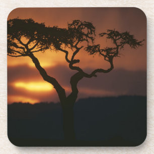 Afrika, Kenia, Masai Mara Game Reserve, Vestiging Onderzetter