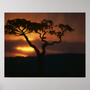 Afrika, Kenia, Masai Mara Game Reserve, Vestiging Poster