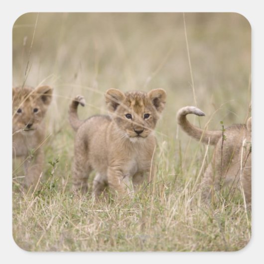 'Afrika, Kenia, Masai Mara Game Reserve' Vierkante Sticker (Voorkant)