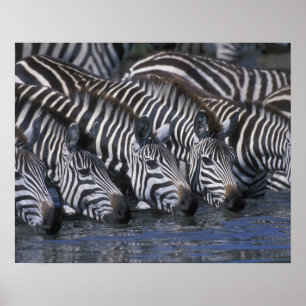 Afrika, Kenia, Masai Mara Game Reserve, vlakten Poster