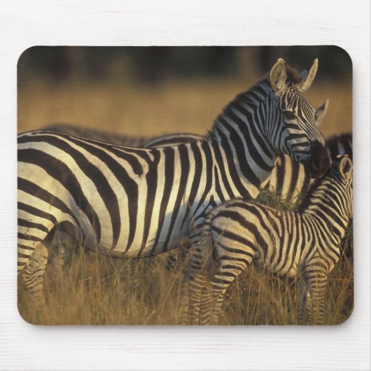 Afrika, Kenia, Masai Mara Game Reserve. Vlaktes Muismat (Voorkant)