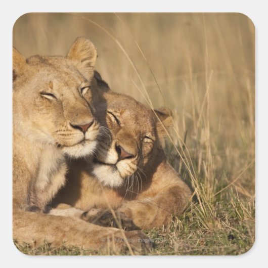 Afrika, Kenia, Masai Mara Game Reserve, Young Vierkante Sticker (Voorkant)