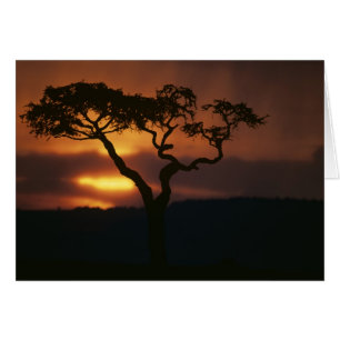 Afrika, Kenia, Masai Mara Game Reserve, Zonsonderg