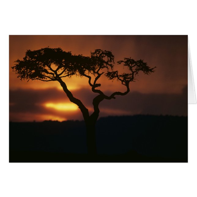 Afrika, Kenia, Masai Mara Game Reserve, Zonsonderg (Voorkant Horizontaal)