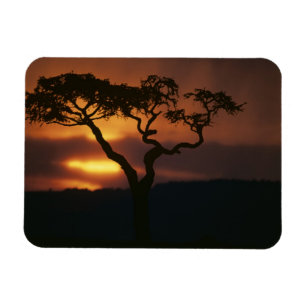Afrika, Kenia, Masai Mara Game Reserve, Zonsonderg Magneet