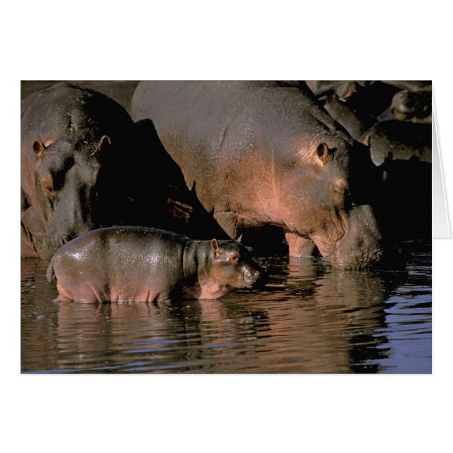 Afrika, Kenia, Masai Mara. Gewone nijlpaarden (Voorkant Horizontaal)