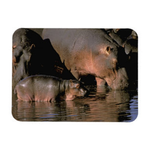 Afrika, Kenia, Masai Mara. Gewone nijlpaarden Magneet