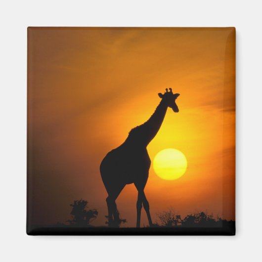 Afrika, Kenia, Masai Mara. Giraffe (Giraffa camelo Magneet (Voorkant)