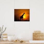Afrika, Kenia, Masai Mara. Giraffe (Giraffa camelo Poster (Keuken)