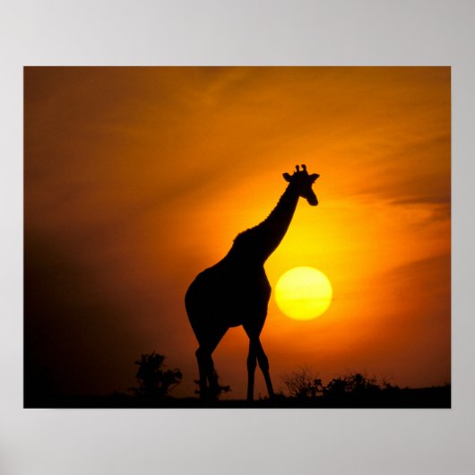Afrika, Kenia, Masai Mara. Giraffe (Giraffa camelo Poster (Voorkant)