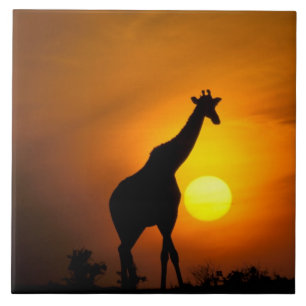 Afrika, Kenia, Masai Mara. Giraffe (Giraffa camelo Tegeltje