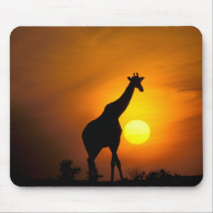 Afrika, Kenia, Masai Mara. Giraffe (Giraffa Muismat