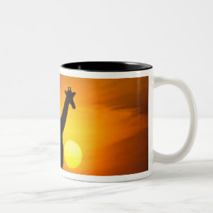 Afrika, Kenia, Masai Mara. Giraffe (Giraffa Tweekleurige Koffiemok