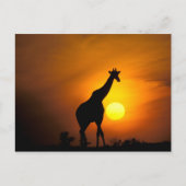 Afrika, Kenia, Masai Mara. Giraffe (Giraffe Briefkaart (Voorkant)