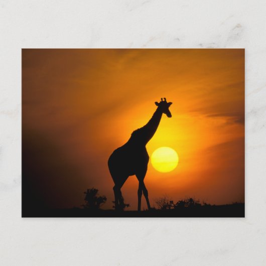 Afrika, Kenia, Masai Mara. Giraffe (Giraffe Briefkaart (Voorkant)