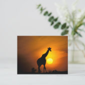 Afrika, Kenia, Masai Mara. Giraffe (Giraffe Briefkaart (Staand voorkant)
