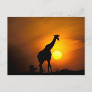 Afrika, Kenia, Masai Mara. Giraffe (Giraffe Briefkaart
