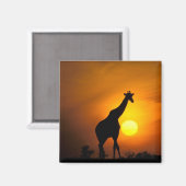 Afrika, Kenia, Masai Mara. Giraffe (Giraffe) Magneet (Voorkant / Achterkant)