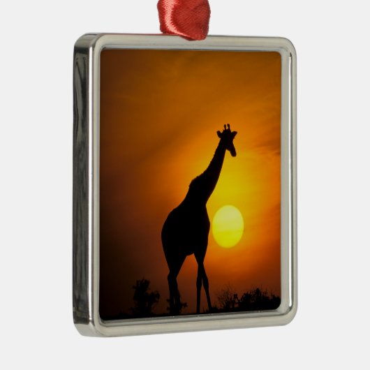 Afrika, Kenia, Masai Mara. Giraffe (Giraffe) Metalen Ornament (Rechts)