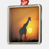 Afrika, Kenia, Masai Mara. Giraffe (Giraffe) Metalen Ornament (Links)